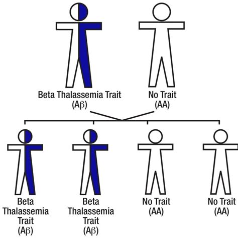 beta thalassemia trait|Beta thalassaemia trait (carrier) – GPnotebook.